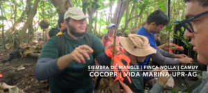 Siembra de mangle Finca Nolla
